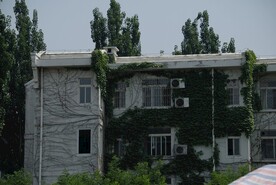 爬山虎