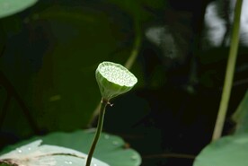 莲蓬