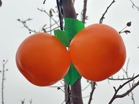公园里柿子灯