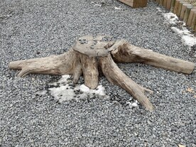 公园里的树根