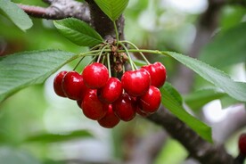 櫻桃樹