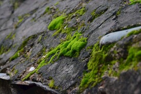 苔藓