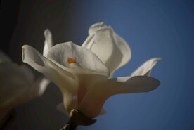 玉兰花
