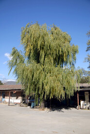 大树