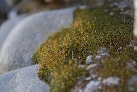 苔藓