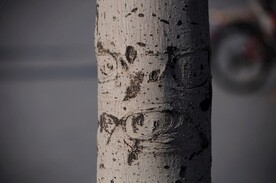 树皮面部造型