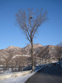雪中大树