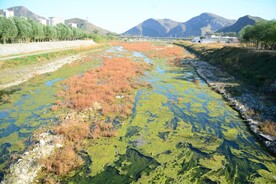 大石河磁家務(wù)段水草