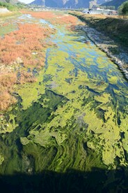 大石河磁家務(wù)段水草