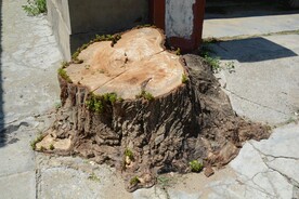 树根