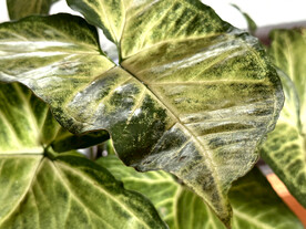 植物叶子
