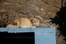 猫咪