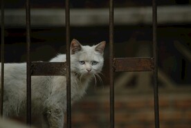 猫咪