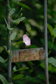 田旋花