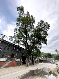 银杏树