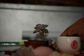 多肉植物
