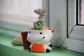 多肉植物