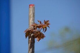 树桩嫩芽