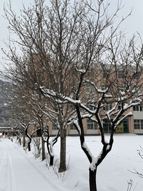 树上雪