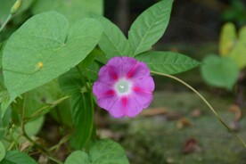 粉色牵牛花