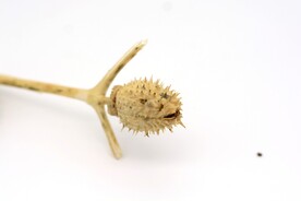 毛曼陀罗果实