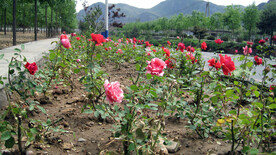 月季花园