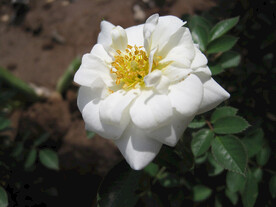月季花