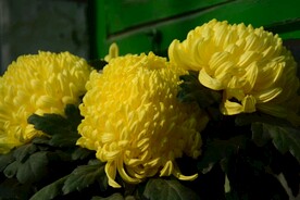 黄菊花