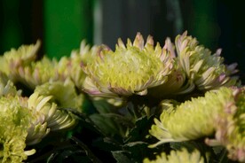 黄菊花