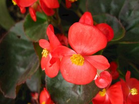 四季海棠花