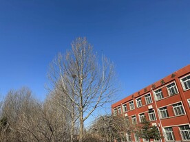 树木天空