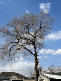 树木