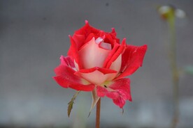 月季花