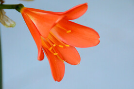 君子兰花