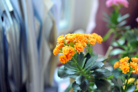 长寿花