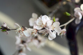 山桃花
