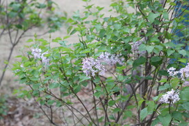 丁香花