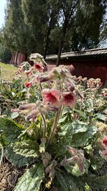 地黄的花
