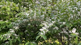 金银花