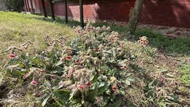 地黄花