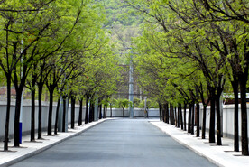 林荫路