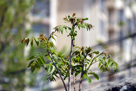 香椿嫩芽