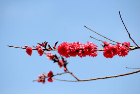 碧桃花