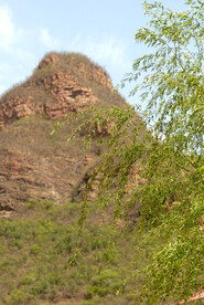 山前树