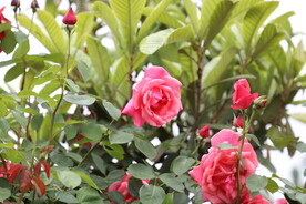 红色月季花