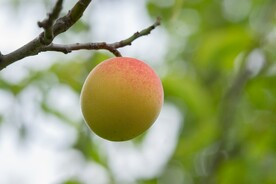 挂在树枝上的桃子