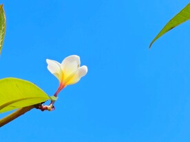 鸡蛋花