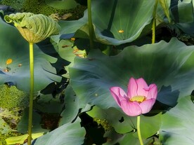 荷花