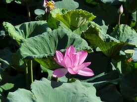 水芙蓉
