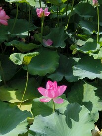 荷花池